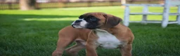 Boxer dogs for sale: Boaz - Ad 2