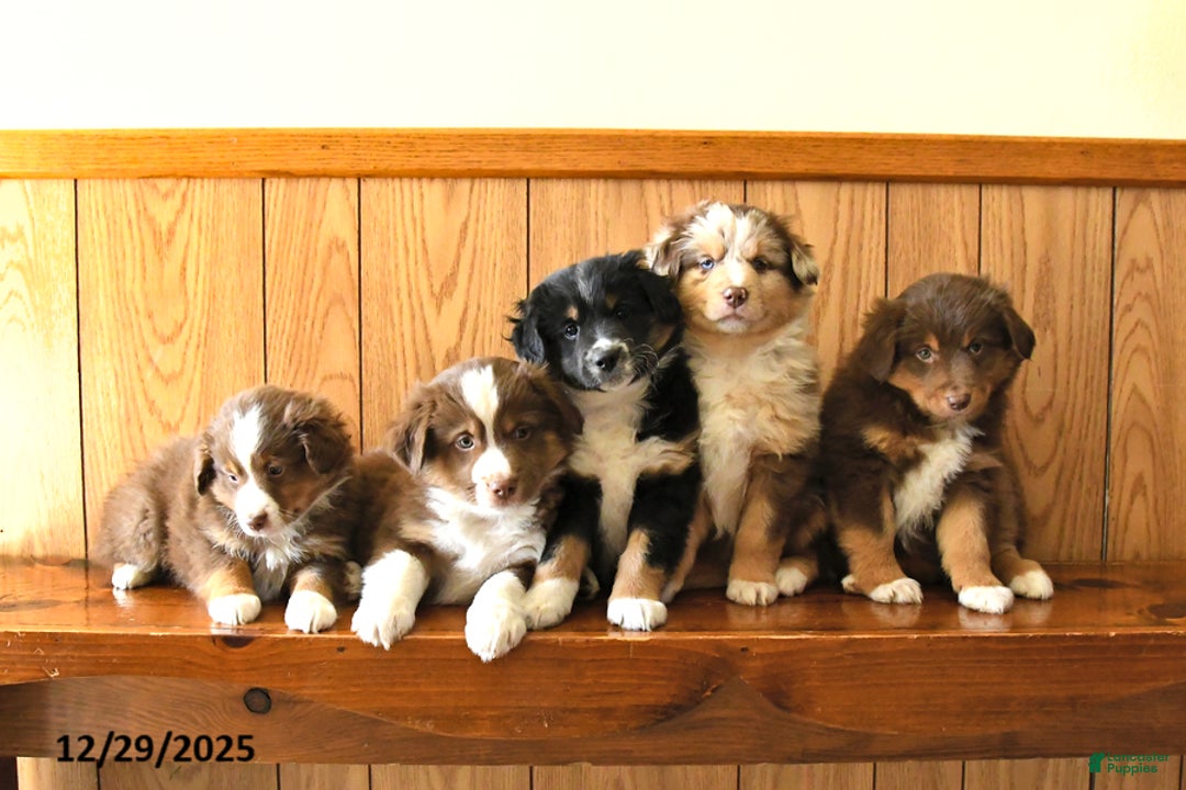 Australian Shepherd dogs for sale: Rusty - Ad 5