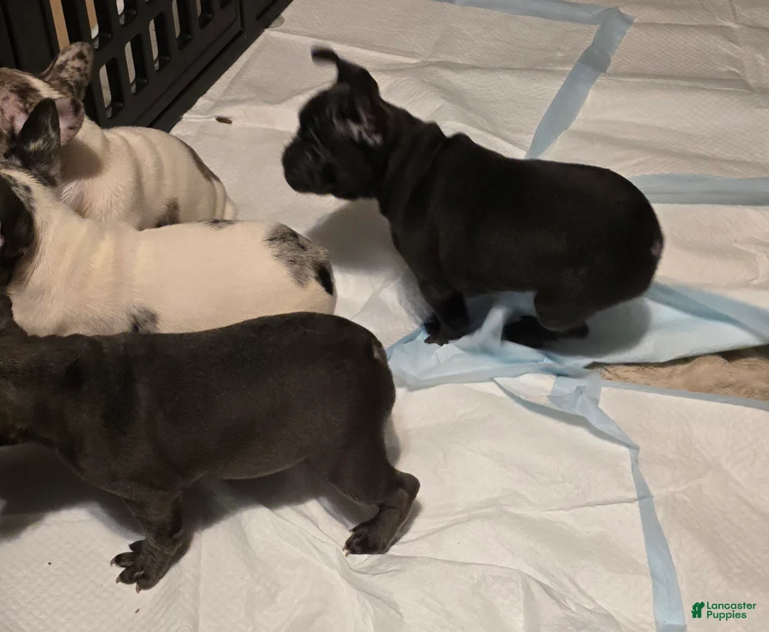French Bulldog dogs for sale: French Bulldog Puppy 3 - Ad 2