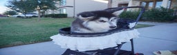 Alaskan Malamute dogs for sale: Xiao Hong - Ad 14