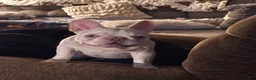 French Bulldog dogs for sale: French Bulldog Puppy 1 - Ad 3