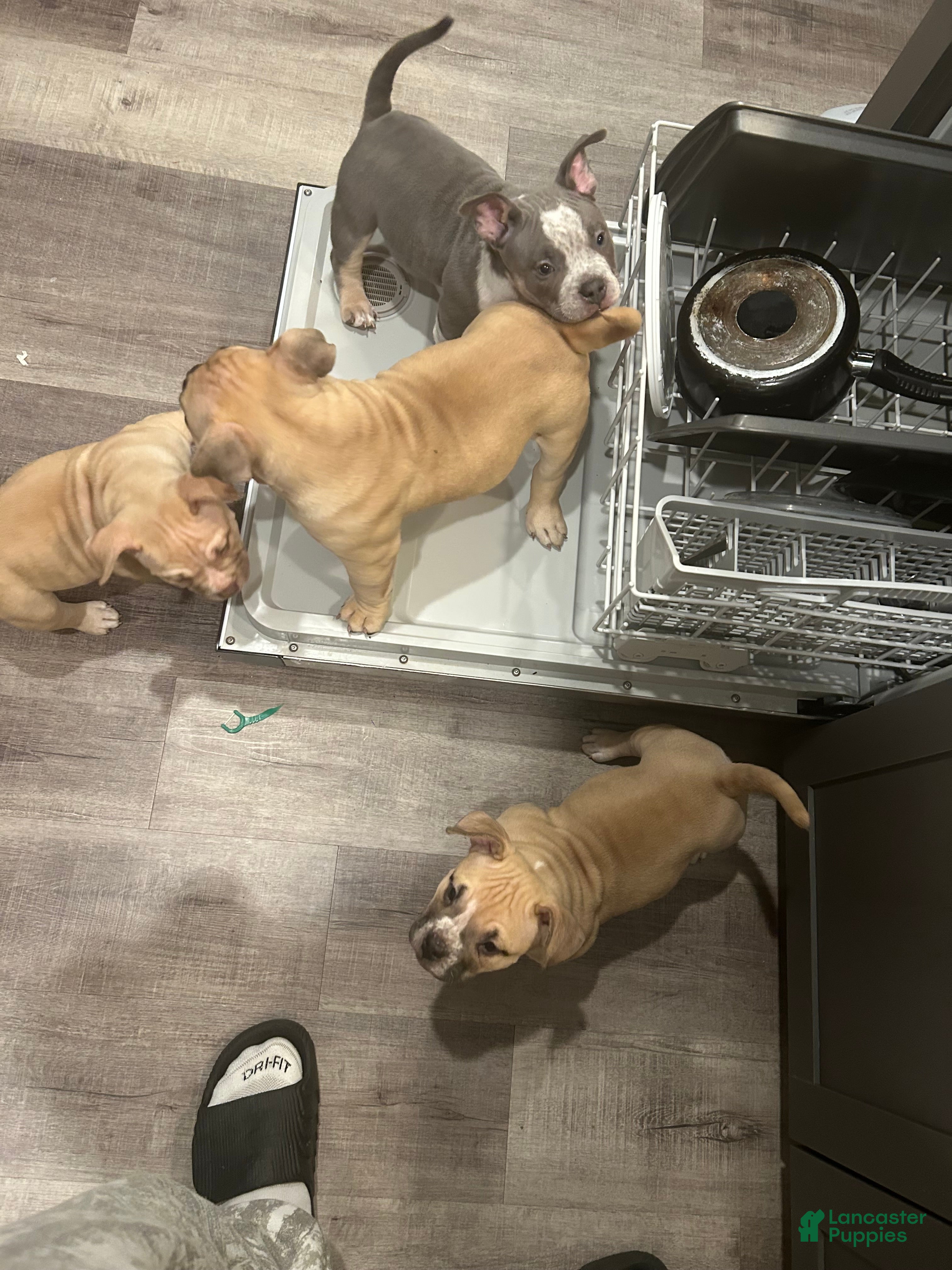 American Bully dogs Adrian - Ad 5