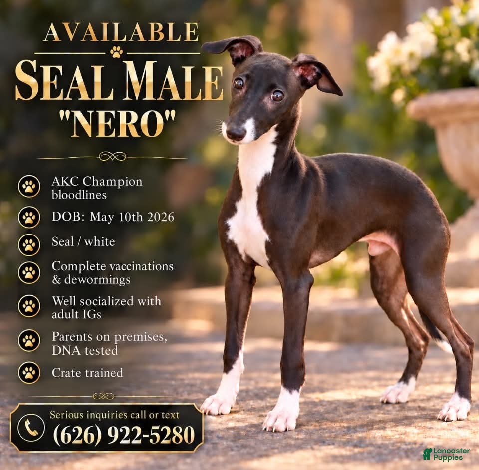 Italian Greyhound dogs for sale: Nero - Ad 1