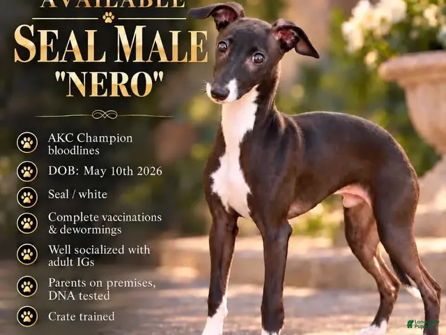 Italian Greyhound dogs for sale: Nero - Ad 1