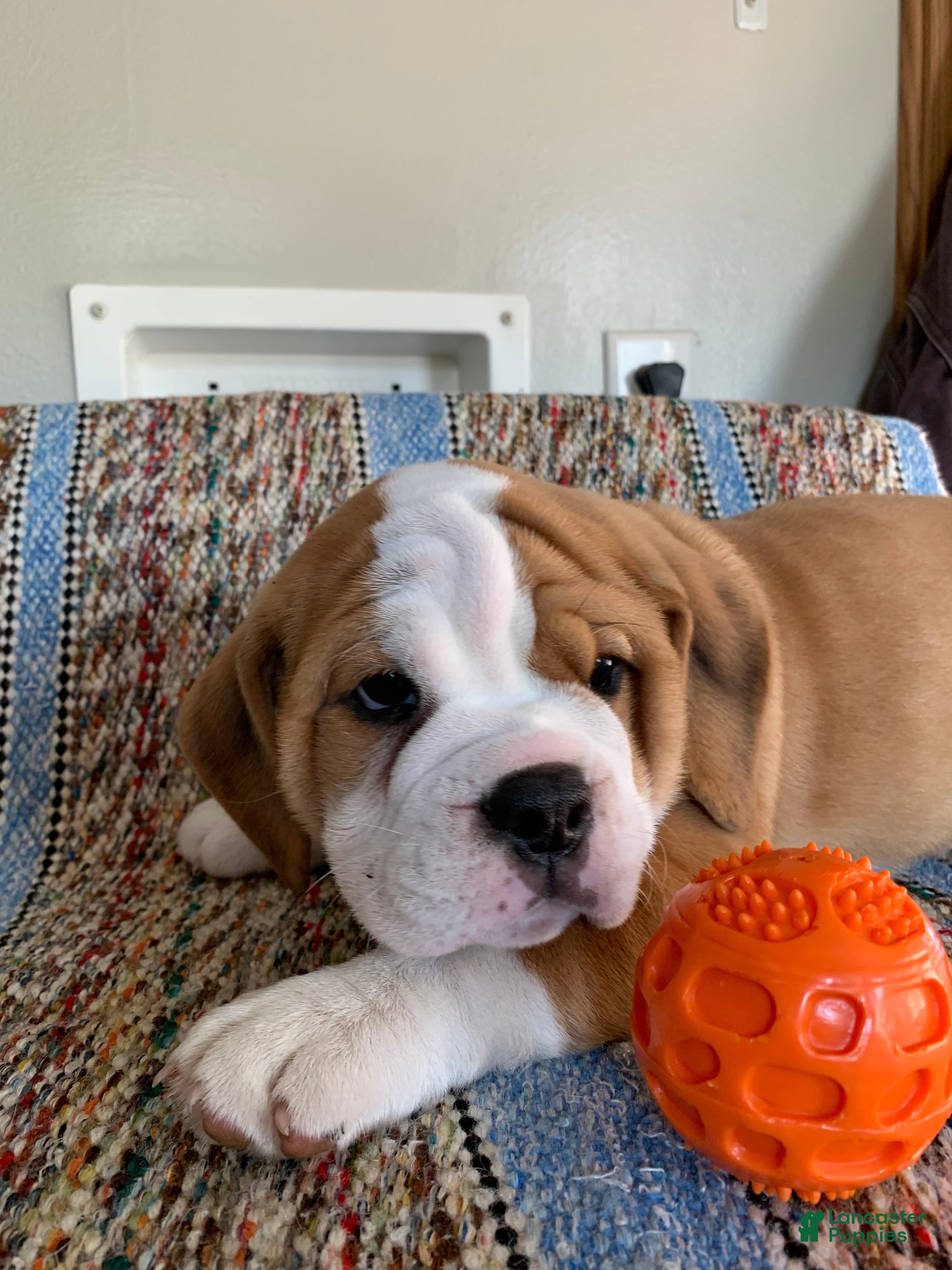 Beabull dogs Tank - Ad 42