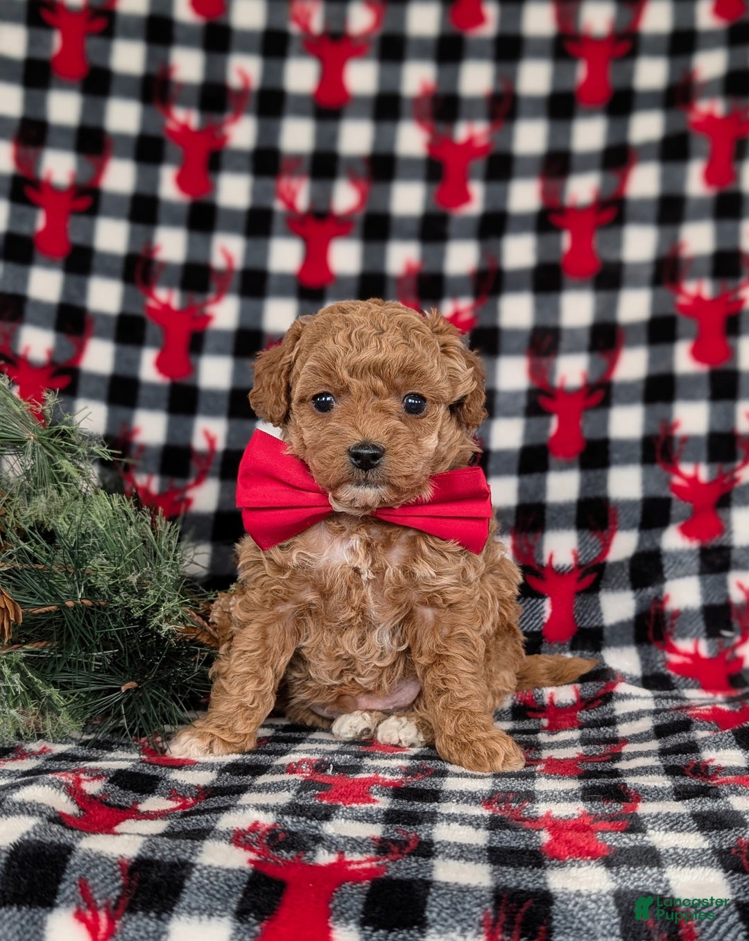 Toy Poodle dogs for sale: Beau - Ad 2