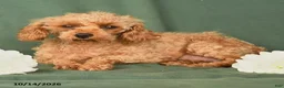 Toy Poodle dogs for sale: Henry - Ad 6