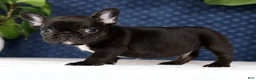 French Bulldog dogs for sale: Harry - Ad 4