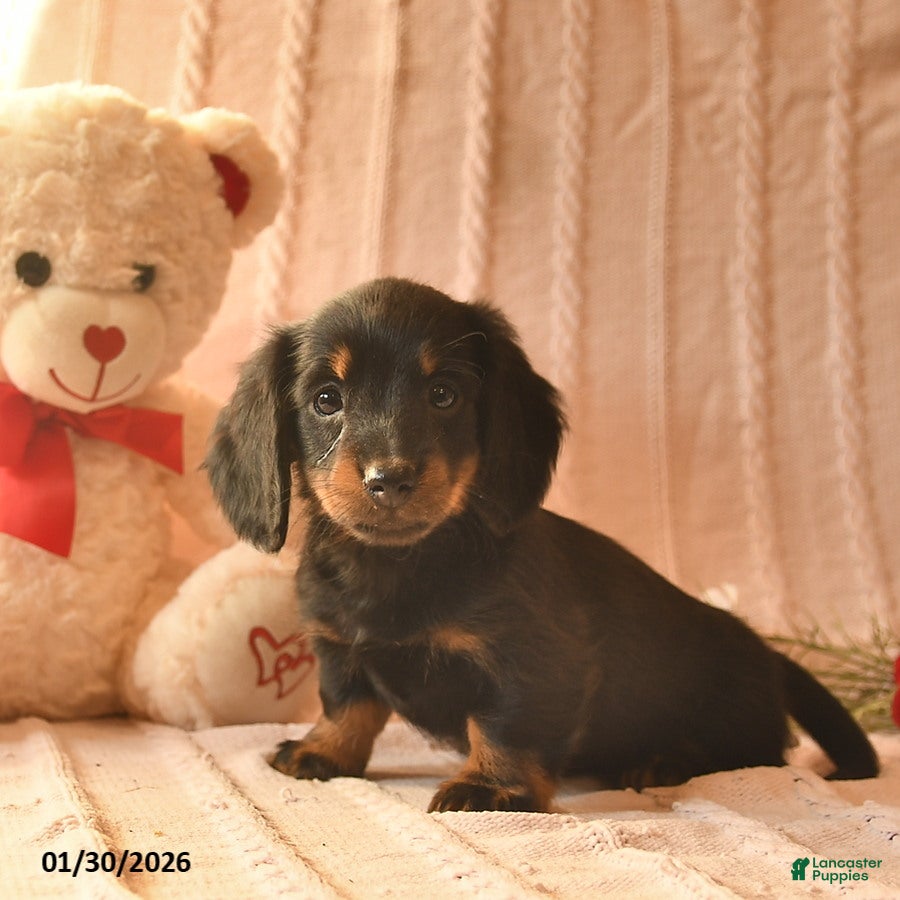 Miniature Dachshund dogs Jewel  - Ad 2