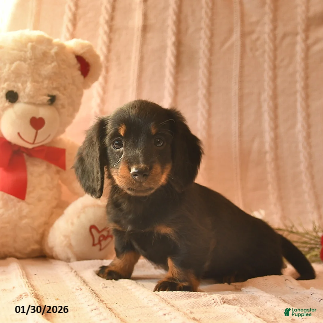 Miniature Dachshund dogs for sale: Jewel  - Ad 4