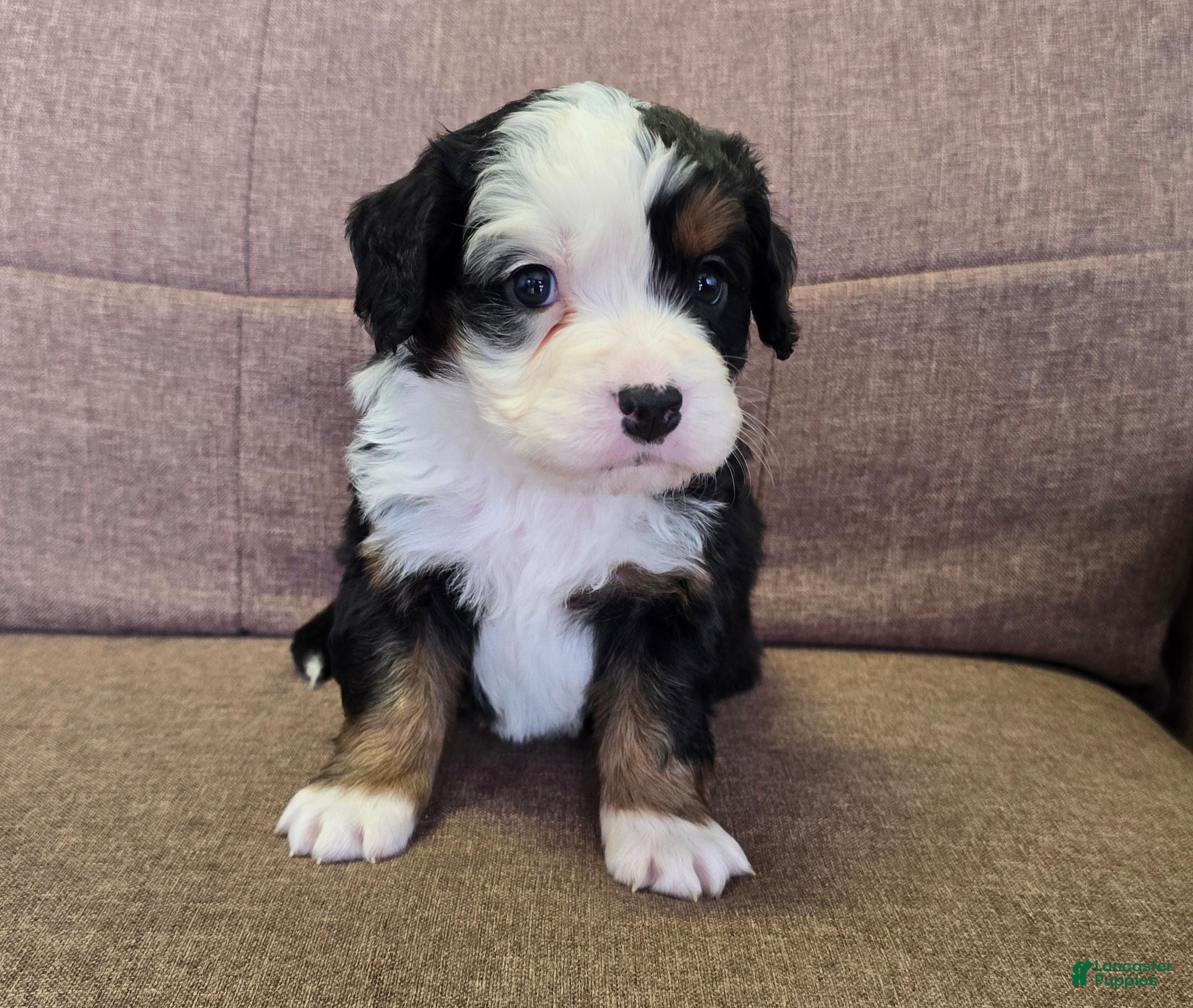 Miniature Bernese Mountain Dog dogs Tom Collins - Ad 1