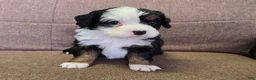 Miniature Bernese Mountain Dog dogs for sale: Tom Collins - Ad 13