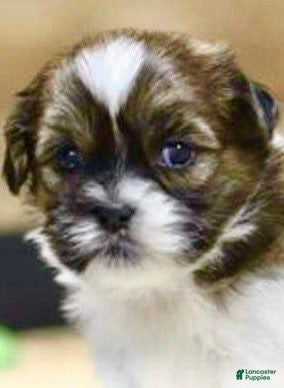 Shih Tzu dogs Jon - Ad 6