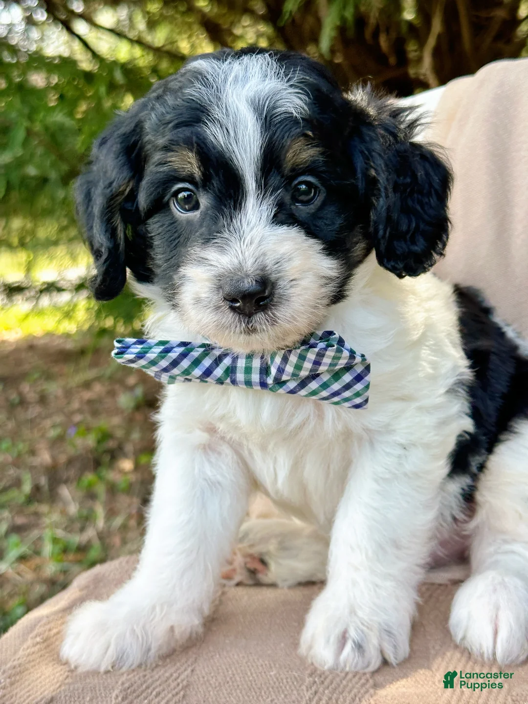 Mini Bernedoodle dogs for sale: Walker-Petite/Mini-OFA&GeneticParents - Ad 2
