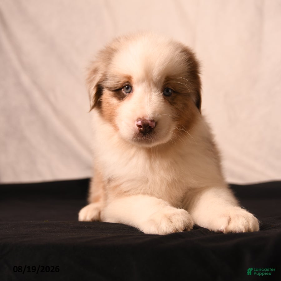 Miniature Australian Shepherd dogs Paddington - Ad 2