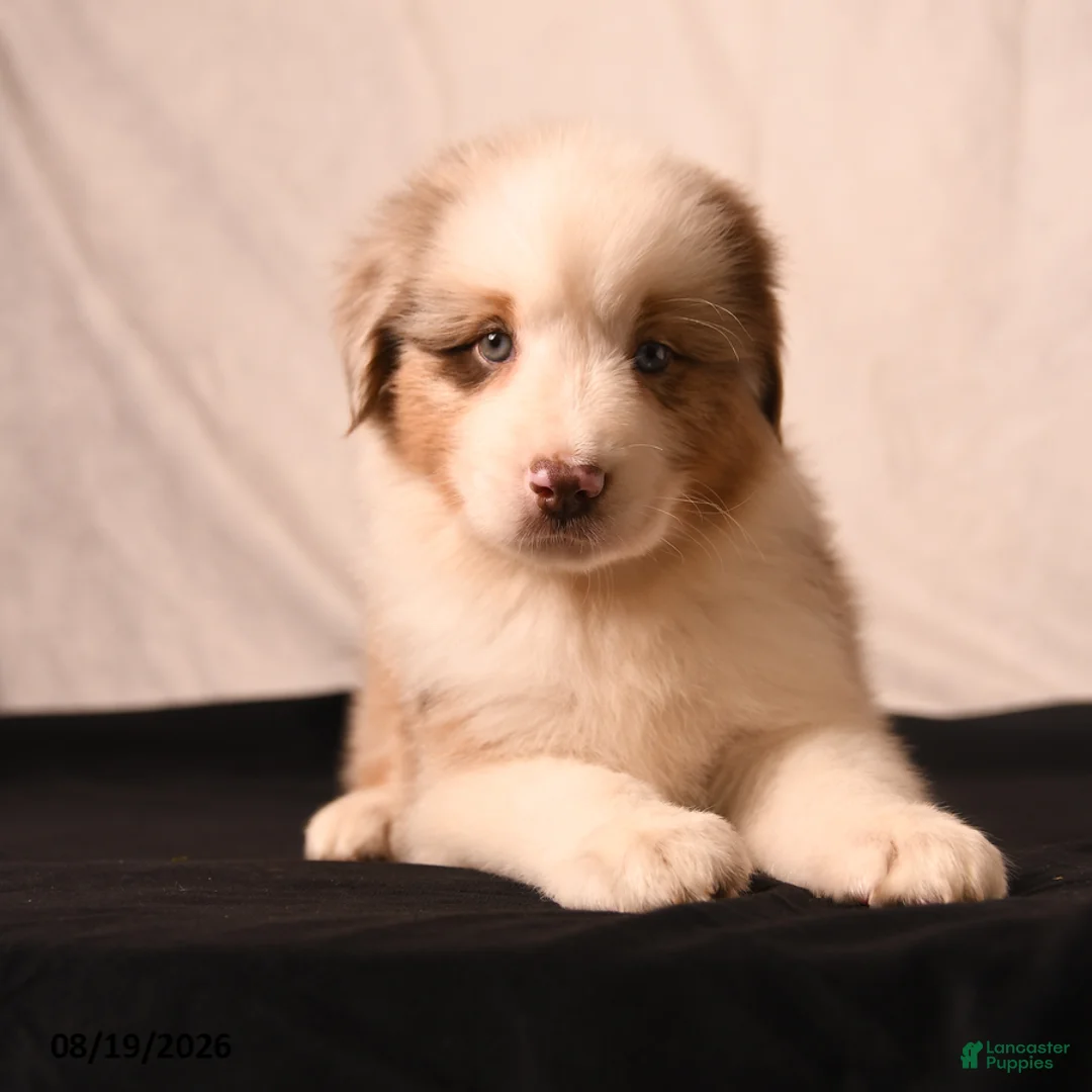 Miniature Australian Shepherd dogs for sale: Paddington - Ad 2