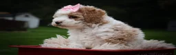 Cavachon dogs for sale: Hailey🌸 - Ad 20