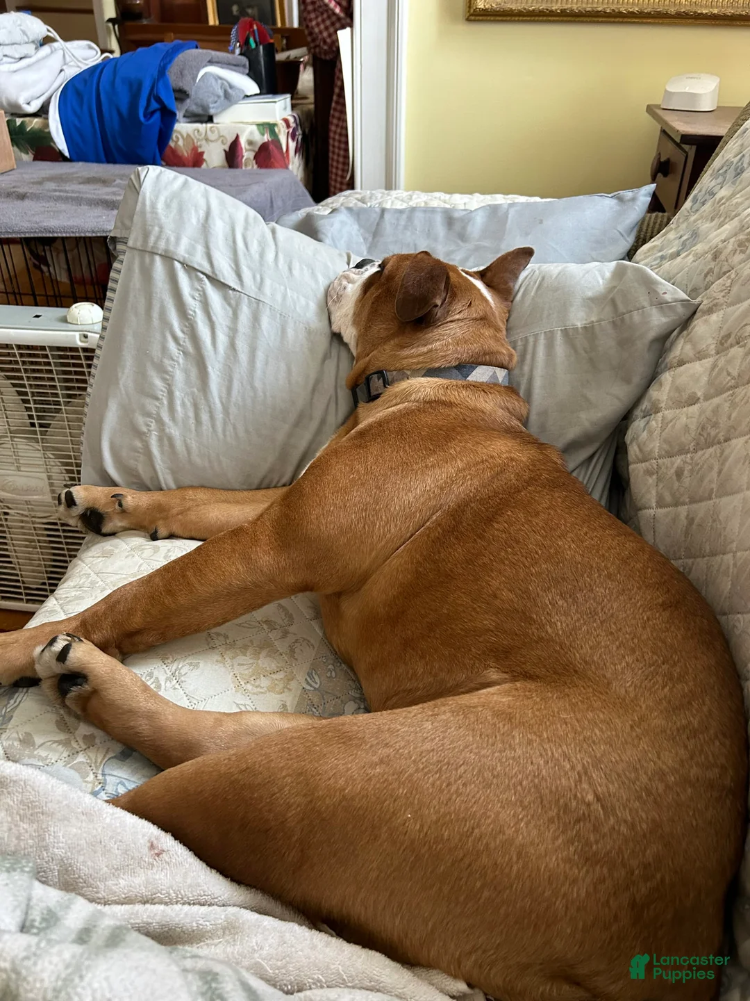 Gallery Image {{count}}