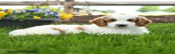 Goldendoodle dogs for sale: Trevor - Ad 3