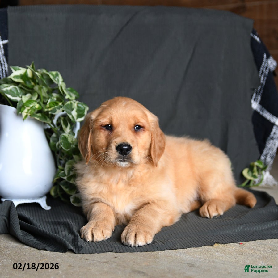 Golden Retriever dogs Everest - Ad 2