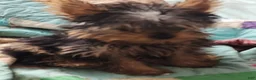Yorkshire Terrier dogs for sale: Fatty - Ad 5