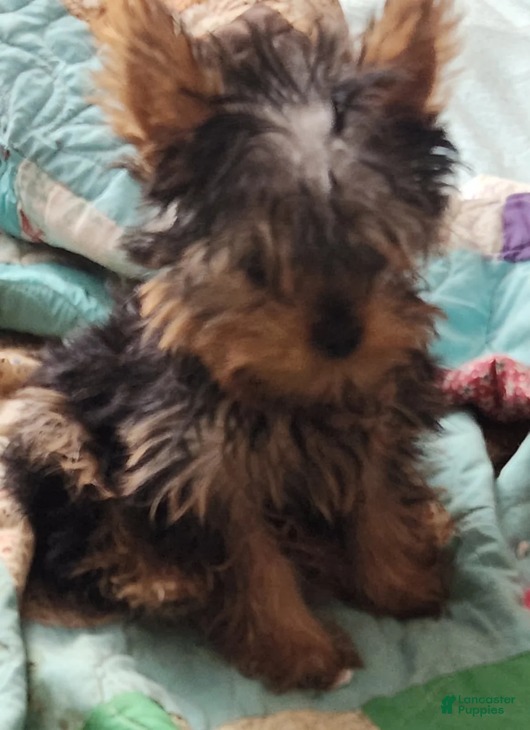 Yorkshire Terrier dogs for sale: Fatty - Ad 5