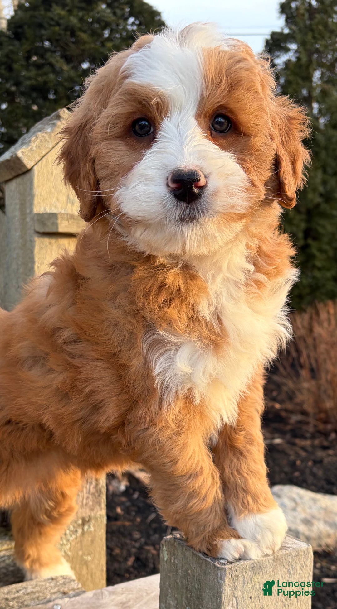 Mini Bernedoodle dogs for sale: 💛 IN BOSTON MASSACHUSETTS AREA 💛 RED AND WHITE ABSTRACT GIRL 💛 MINI BERNEDOODLE 💛 - Ad 6