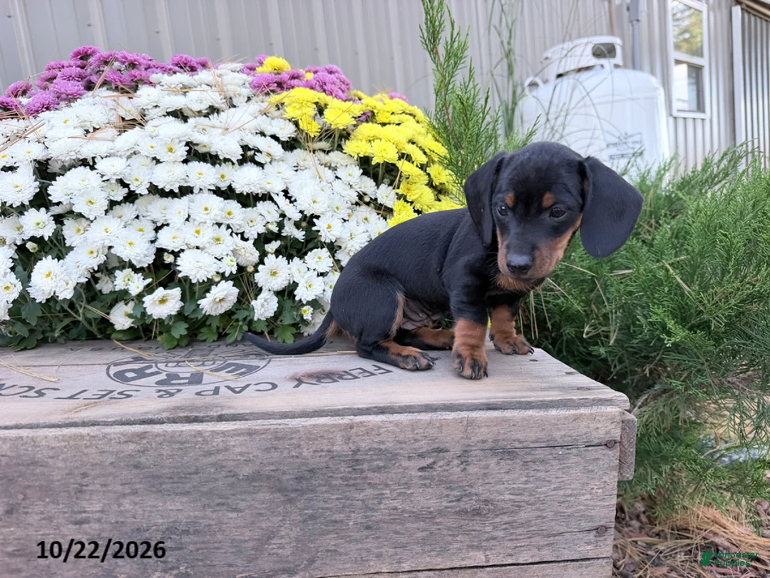 Miniature Dachshund dogs for sale: Dazzle - Ad 2