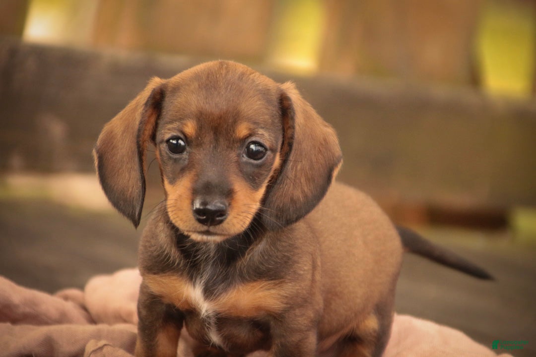 Miniature Dachshund dogs Joyce Miniature Dachshund  - Ad 1