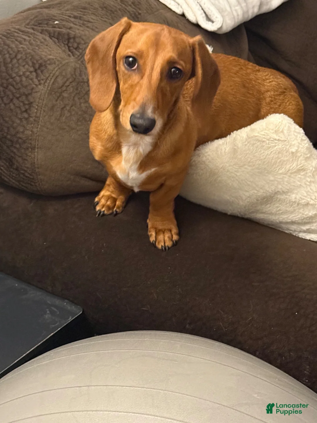 Dachshund dogs for sale: Dax - Ad 1