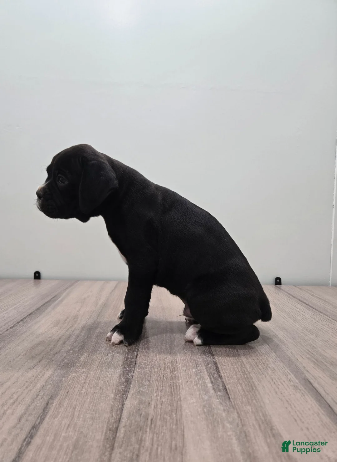 Boxer dogs for sale: Pepper - Ad 5
