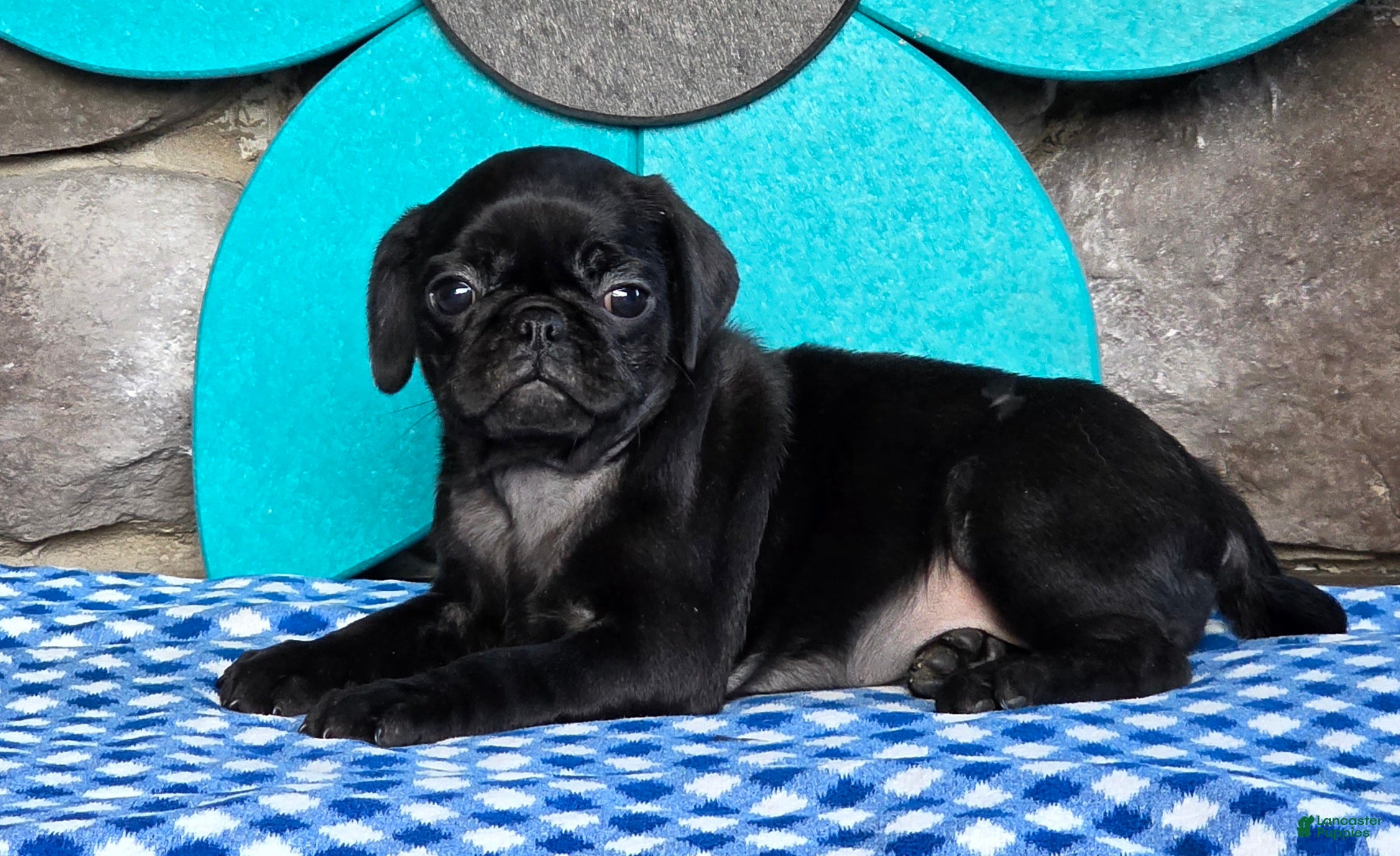 Pug dogs Basil - Ad 2
