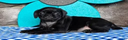 Pug dogs for sale: Basil - Ad 2