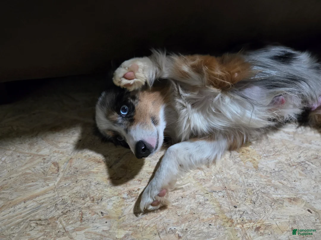 Miniature Australian Shepherd dogs for sale: Miniature Australian Shepherd Puppy 3 - Ad 3