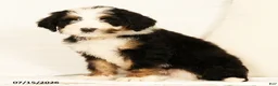 Bernedoodle dogs for sale: Poppy - Ad 7