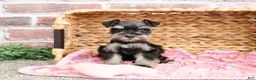 Miniature Schnauzer dogs for sale: Stormi  - Ad 5