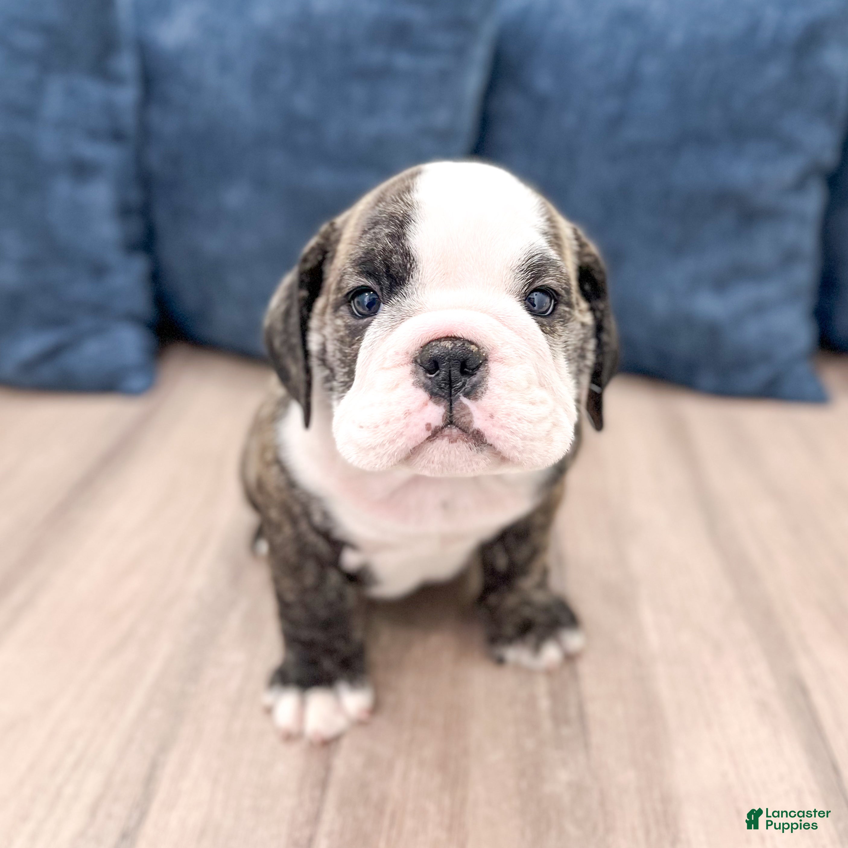 English Bulldog dogs Rocky - Ad 1