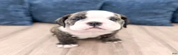English Bulldog dogs for sale: Rocky - Ad 1