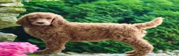 Standard Poodle dogs for sale: Major - Ad 1