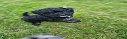 Mini Aussiedoodle dogs for sale: Caramel - Ad 9