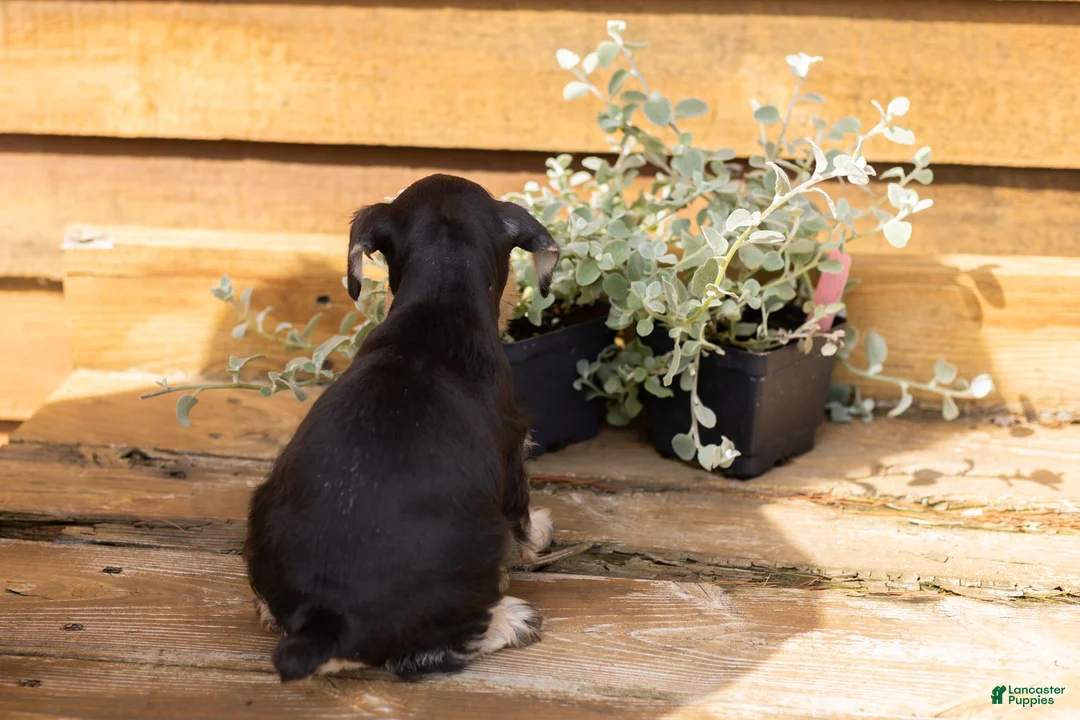 Miniature Schnauzer dogs for sale: Snickers  - Ad 5