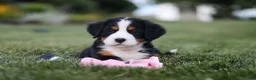Bernese Mountain Dog dogs for sale: Juliette - Ad 10