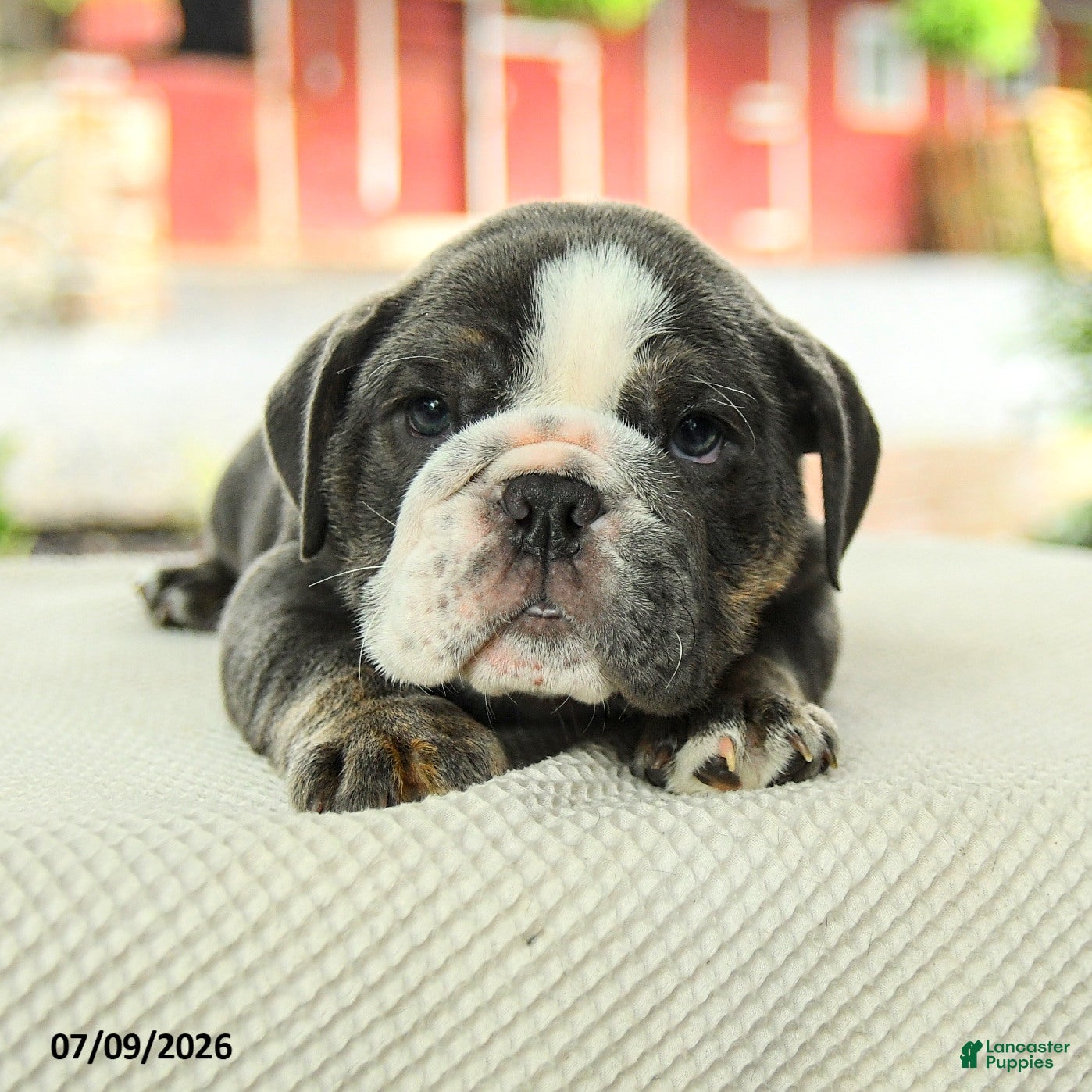 English Bulldog dogs Vivienne - Ad 2