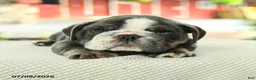 English Bulldog dogs for sale: Vivienne - Ad 2