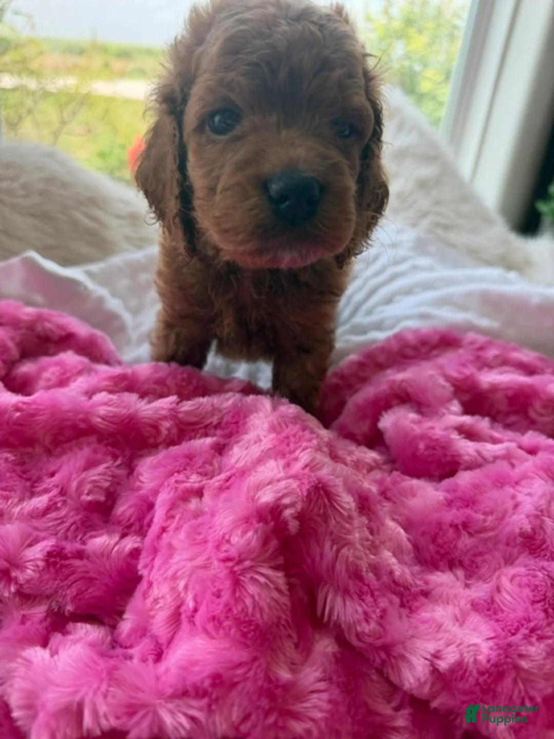 Mini Goldendoodle dogs for sale: Lucy - Ad 2