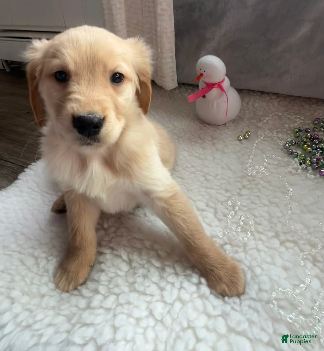Golden Retriever dogs for sale: Jake - Ad 6