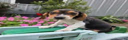 Beagle dogs for sale: Dallas - Ad 3