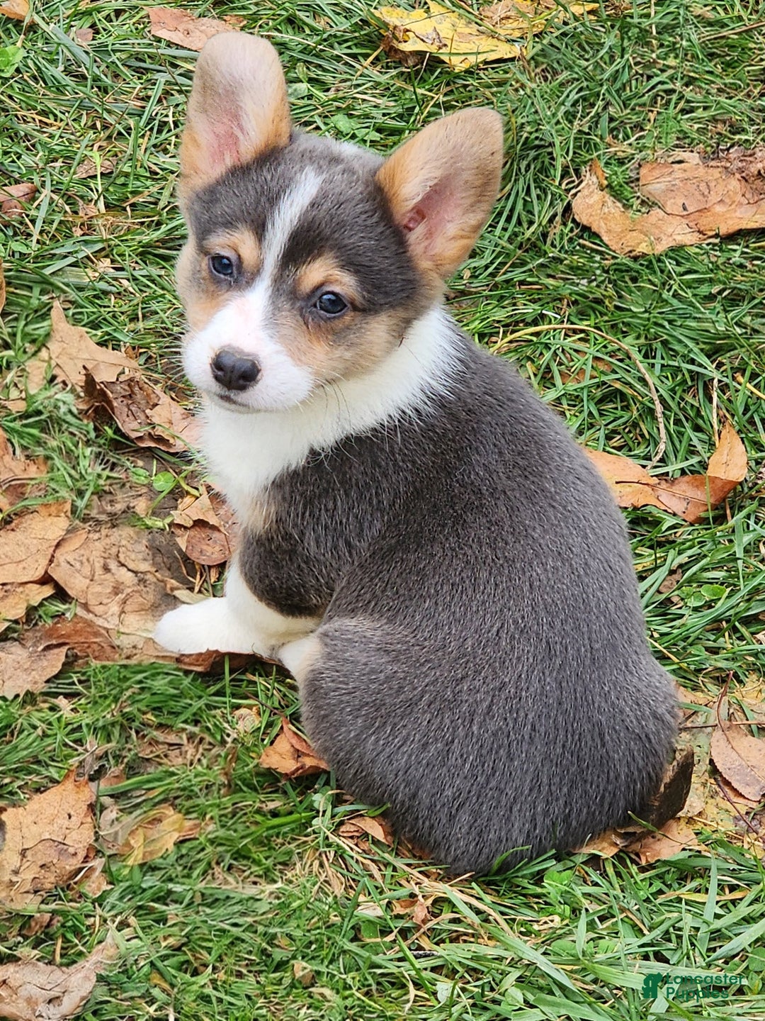 Welsh Corgi Pembroke dogs for sale: Annie Bluie  - Ad 2
