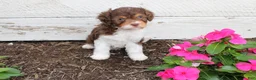 Cavapoo dogs for sale: Fern - Ad 6