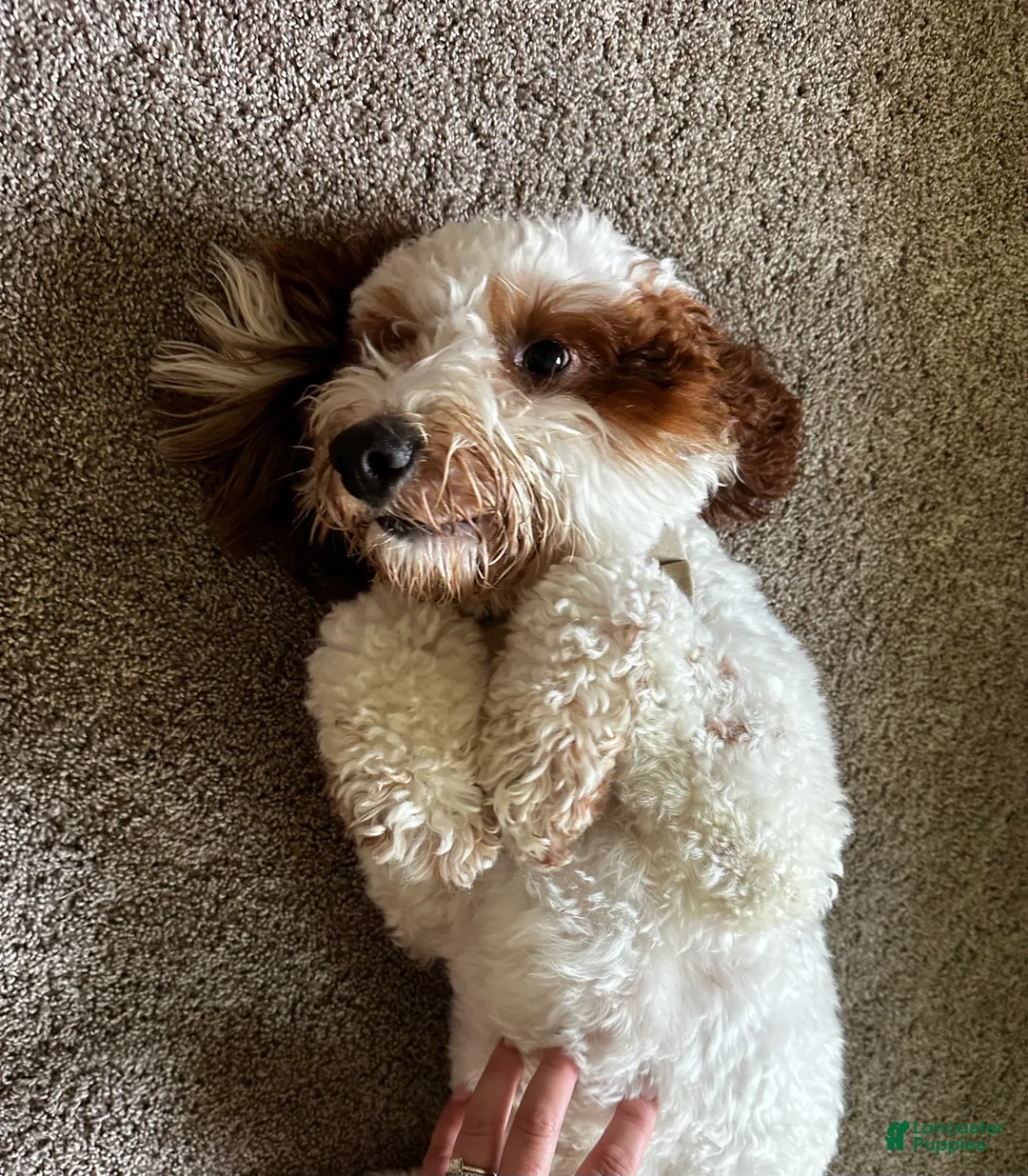 Mini Goldendoodle dogs for stud: Mini Goldendoodle F1b Stud - Ad 2